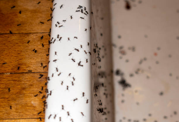 Wildlife Control Services in Lonaconing, MD