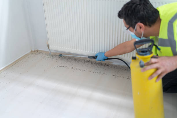 Best Bed Bug Extermination  in Lonaconing, MD