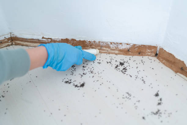 Insect Control in Lonaconing, MD